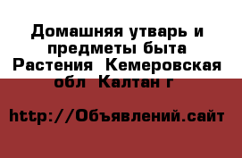 Домашняя утварь и предметы быта Растения. Кемеровская обл.,Калтан г.